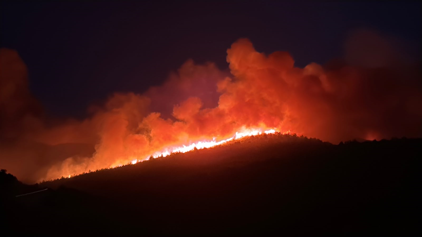 Milas'ta orman yangını
