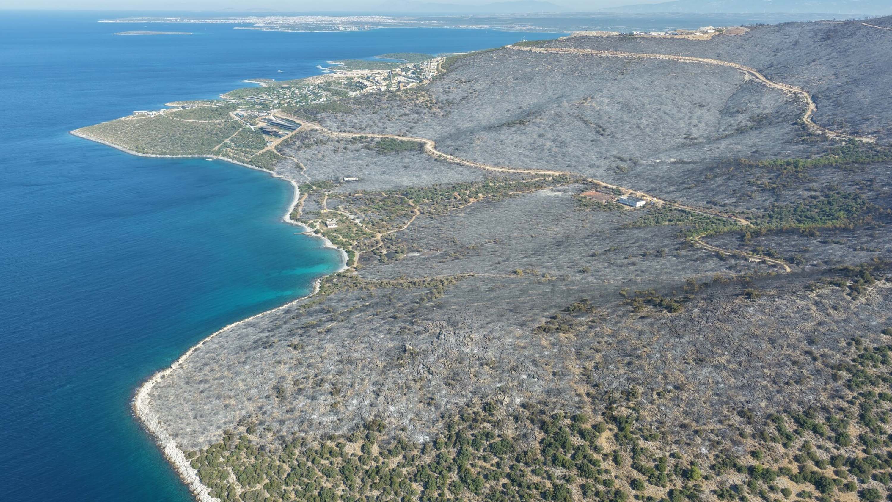 Milas'ta orman yangını