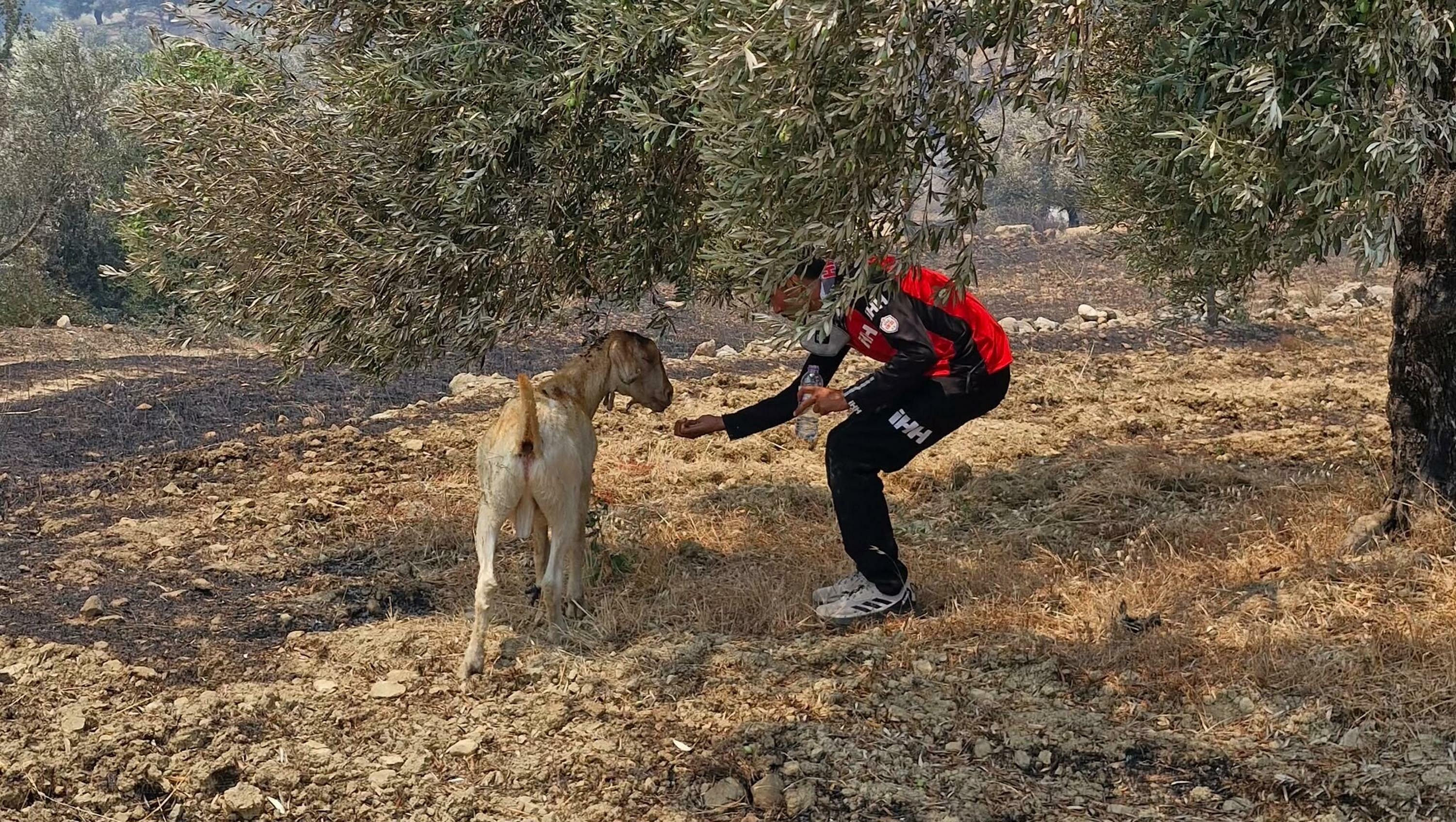 Muğla Seydikemer'de orman yangını