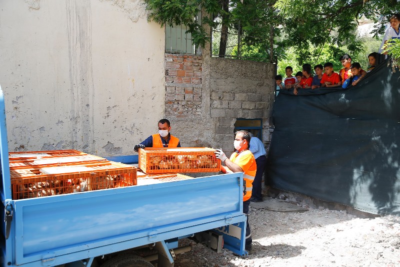 Kaçak tavuk kesimi yapanlara operasyon