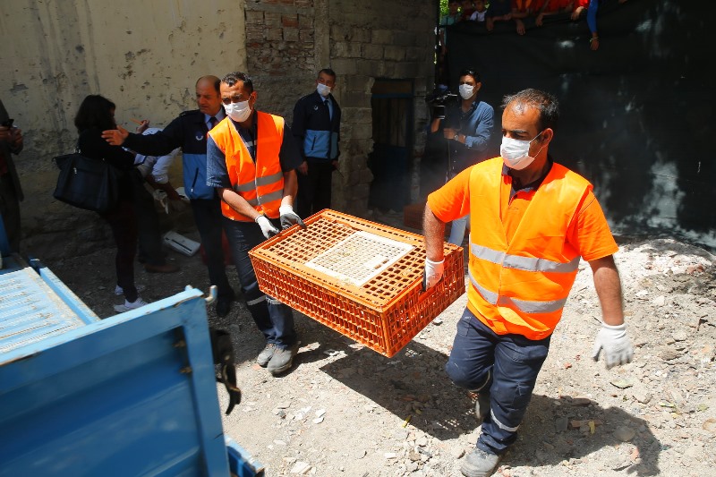 Kaçak tavuk kesimi yapanlara operasyon