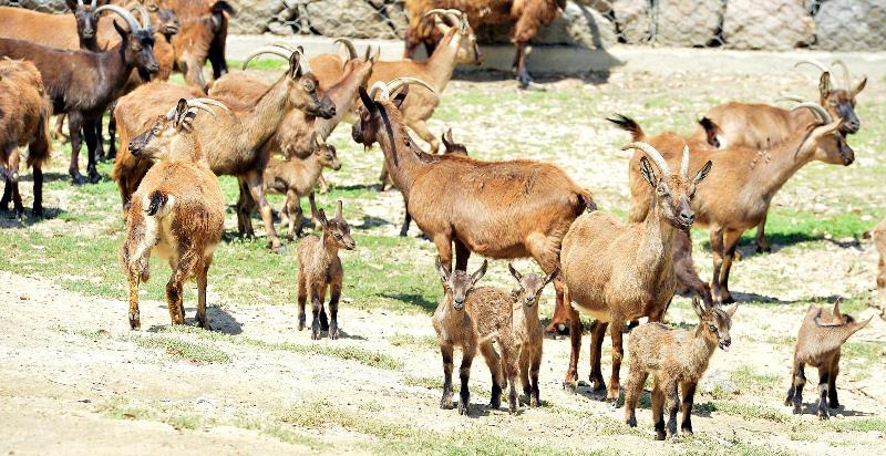 Doğal Yaşam'da bahar bereketi