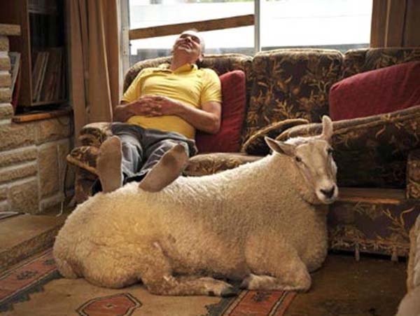 Sıradışı 'evcil' hayvanlar!