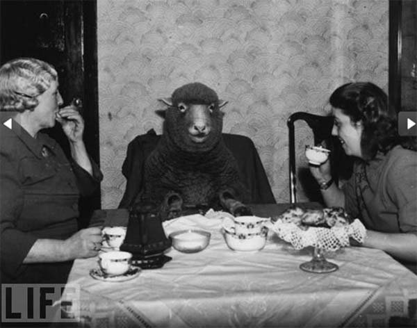 Sıradışı 'evcil' hayvanlar!