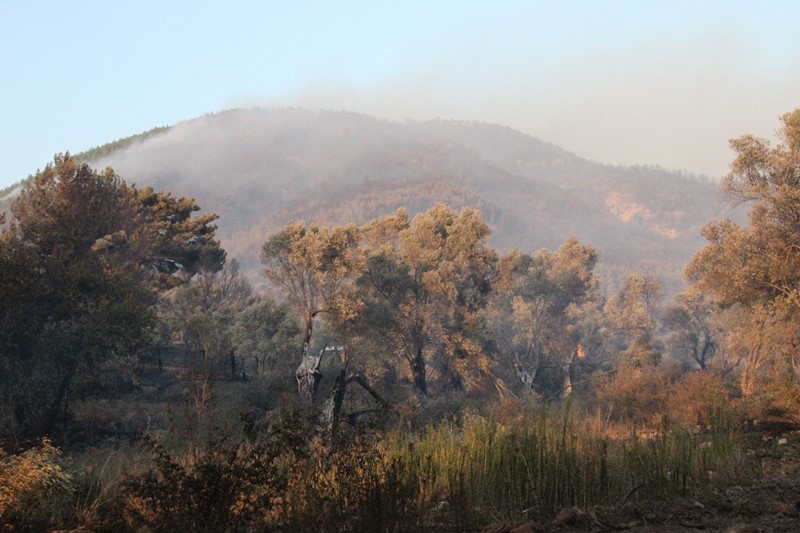 İzmir'de yangın kabusu