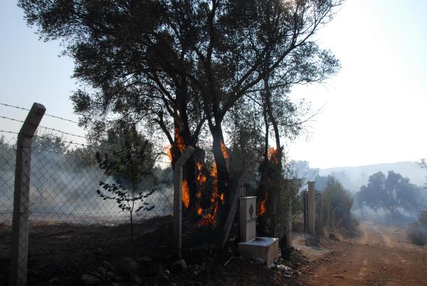 İzmir'de yangın kabusu