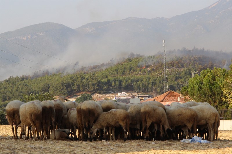 İzmir'de yangın kabusu