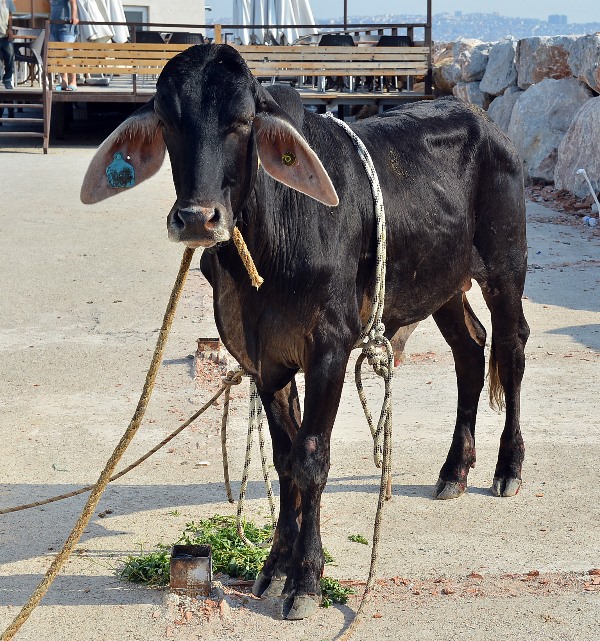 Körfez’de 'Angus' operasyonu