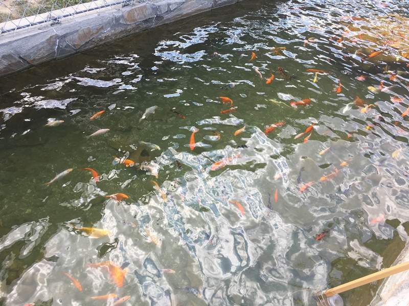 Başkan Şahin gurur projesini tanıttı