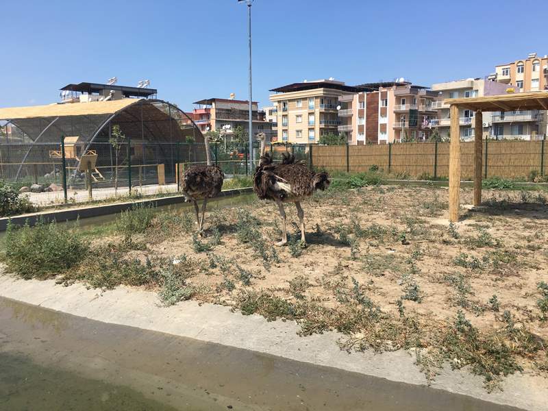 Başkan Şahin gurur projesini tanıttı