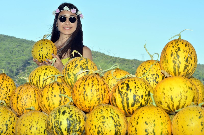 Urla'da Kavun Festivali coşkusu