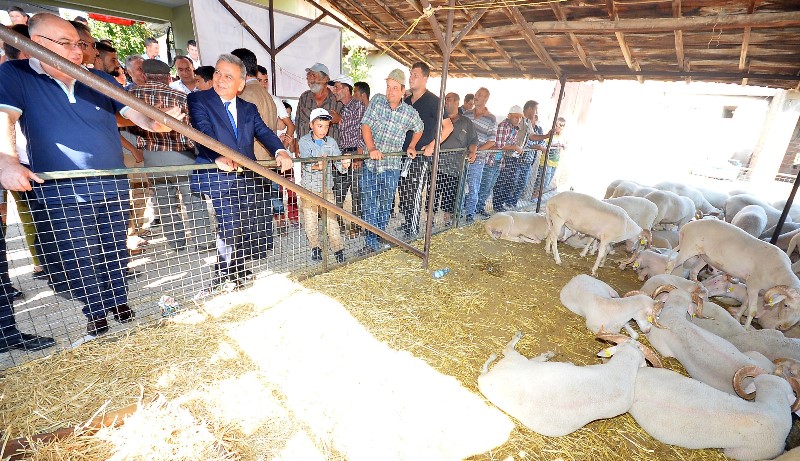 Bir “sürü” umutları oldu