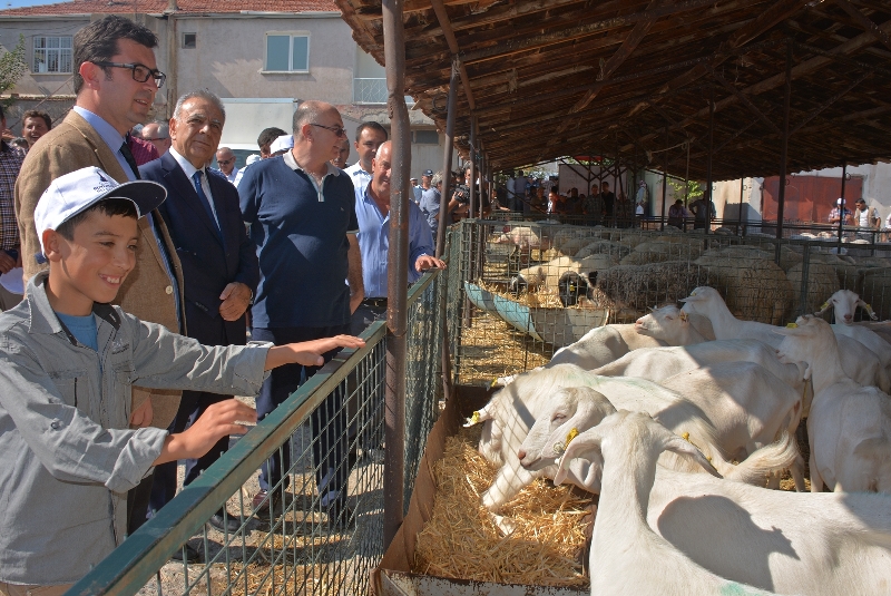 Bir “sürü” umutları oldu