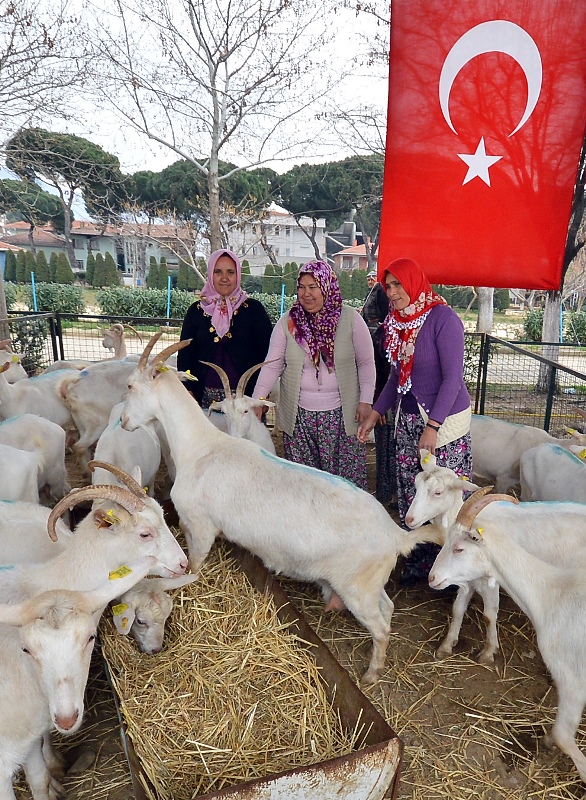 Bir “sürü” umutları oldu