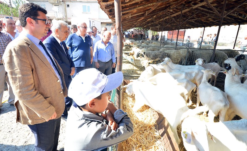 Bir “sürü” umutları oldu