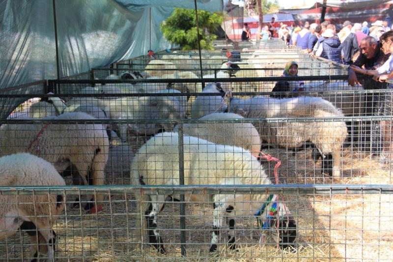 Çeşme'nin güzelleri yarıştı