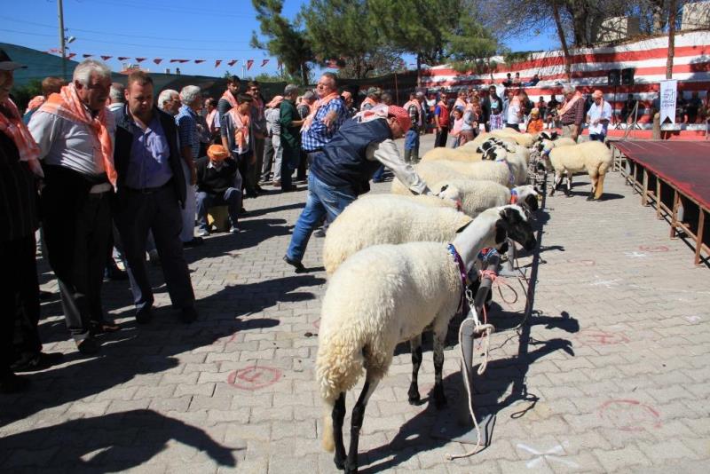 Çeşme'nin güzelleri yarıştı