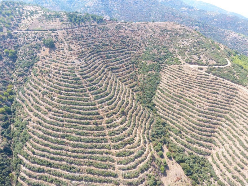 1 milyon 650 bin fidan Bozdağlar’da can buldu