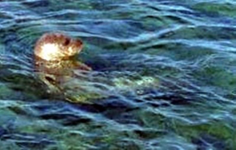 İzmirliler'e Akdeniz foku sürprizi