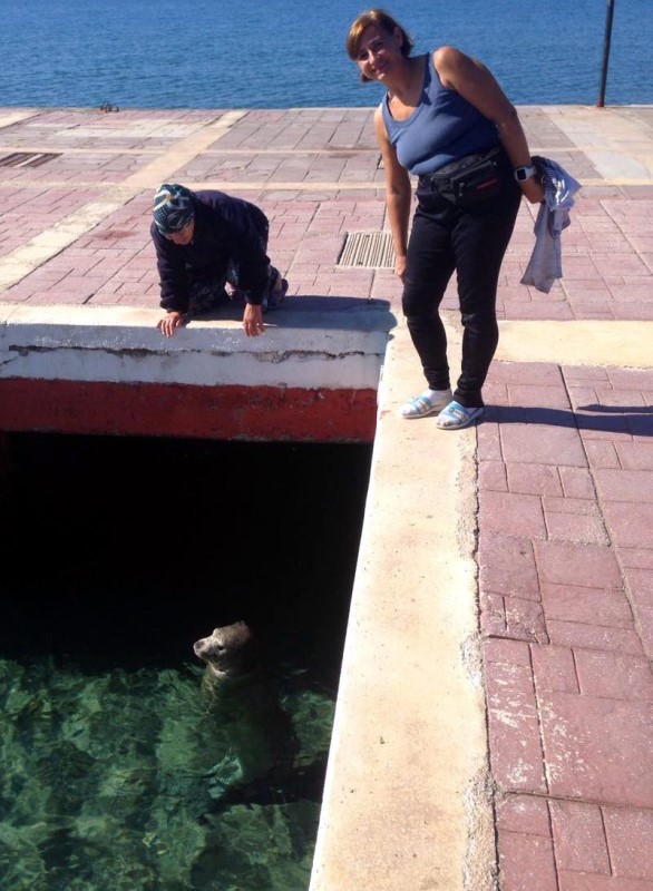 İzmirliler'e Akdeniz foku sürprizi