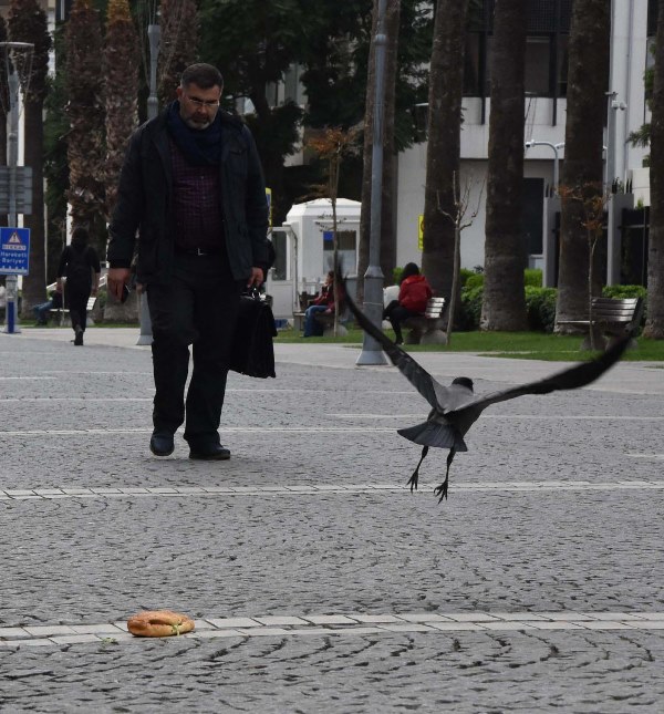 Karganın ekmek arası döner ziyafeti
