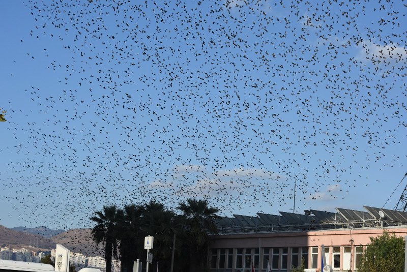 İzmir'de sığırcıkların dansı