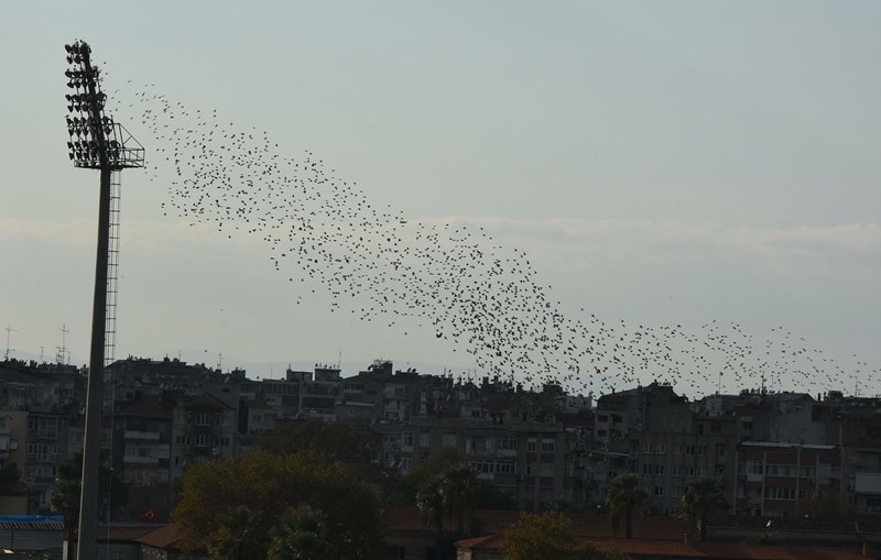 İzmir'de sığırcıkların dansı