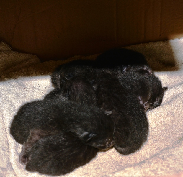 Şanslı kedi