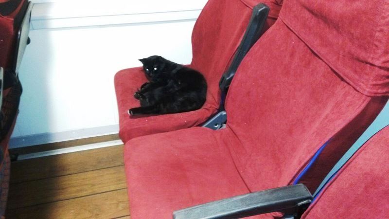 Şanslı kedi