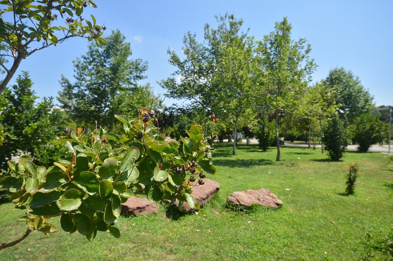 İzmir’de 'yeşil seferberlik'