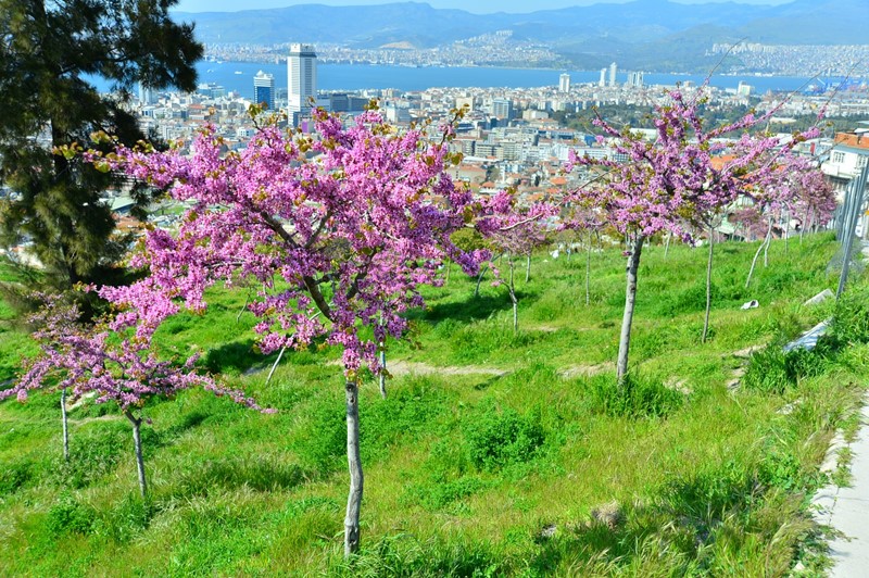 İzmir’de 'yeşil seferberlik'