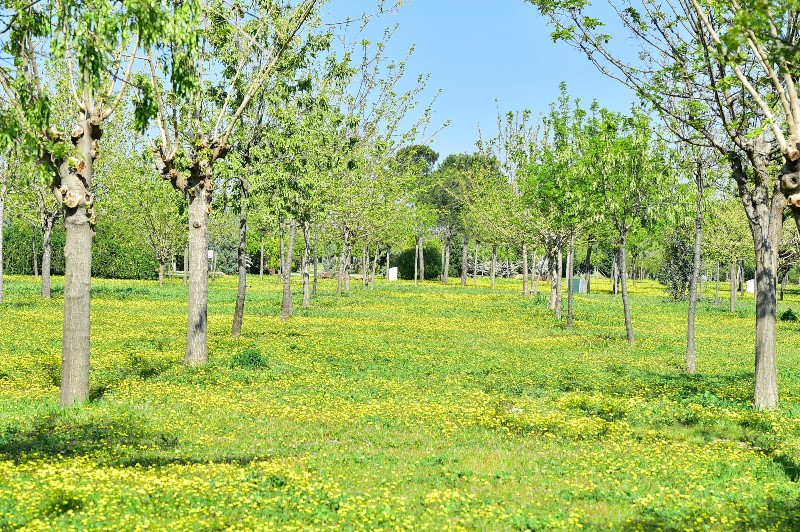 İzmir’de 'yeşil seferberlik'