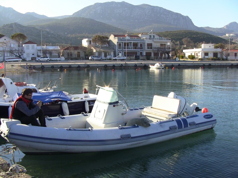 Karaburun’da ‘fok’ heyecanı