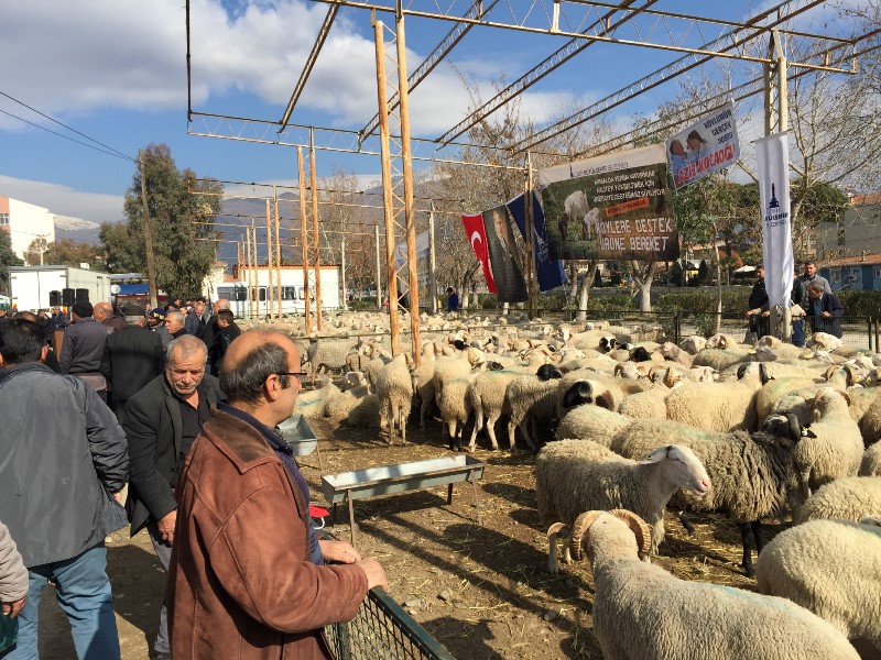'Umut sürüsü' büyüyor