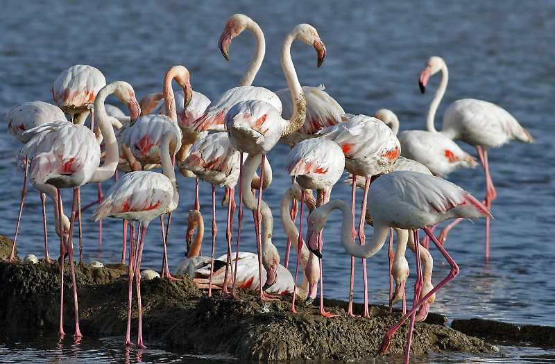 İzmir sizi çağırıyor