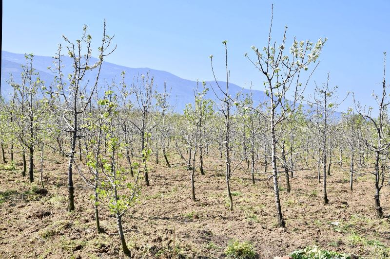 Ödemiş'te üreticinin yüzünü güldüren imza