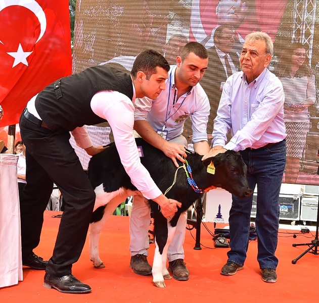 Tire'de 'süt' bayramı