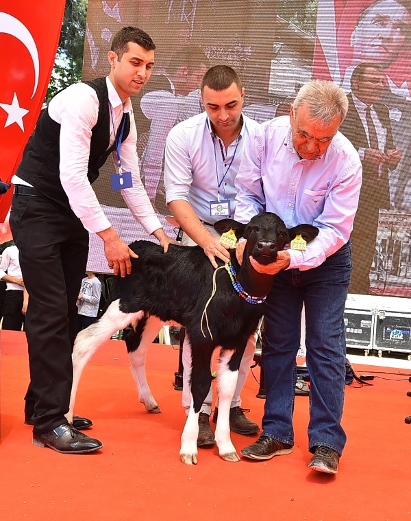 Tire'de 'süt' bayramı