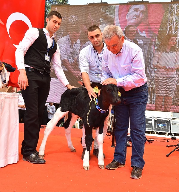 Tire'de 'süt' bayramı