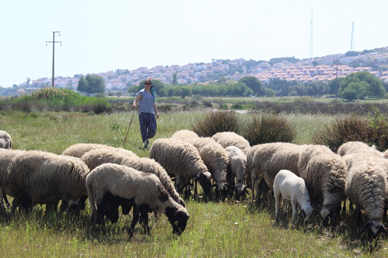 Sertifikalı modern kadın çoban