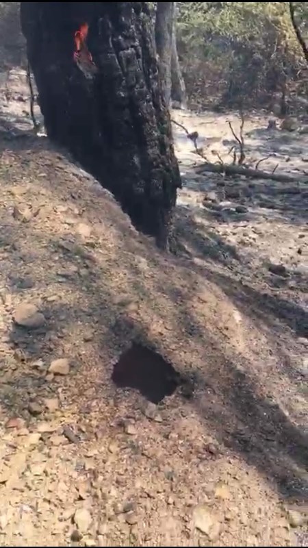 İzmir'deki yangından korkunç manzaralar