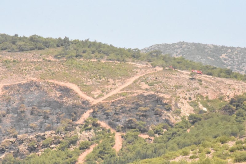 Karşıyaka'da orman yangını