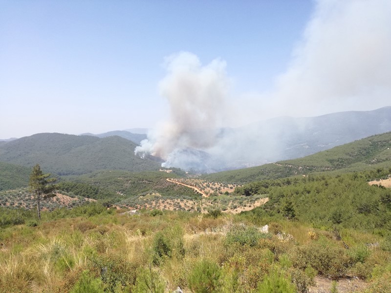Bayındır ormanları alev alev