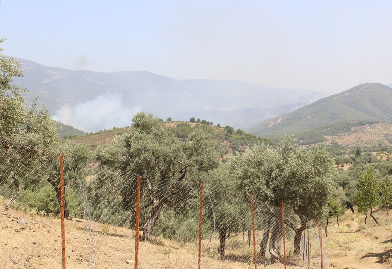 Bayındır ormanları alev alev