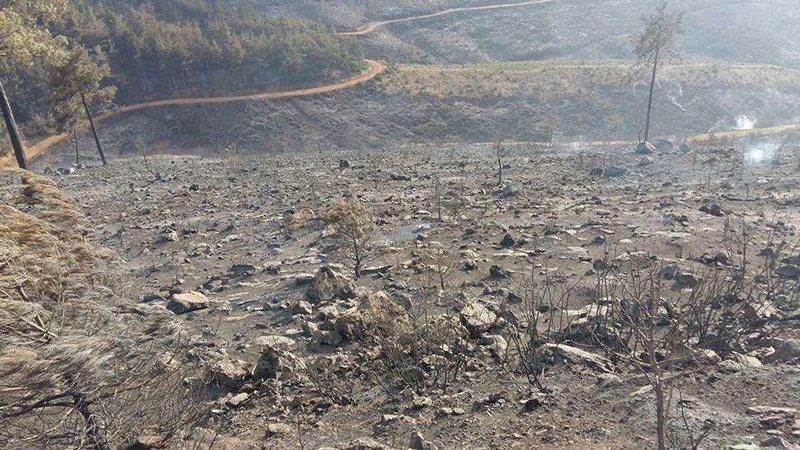 İzmir'in ciğerleri kül oldu