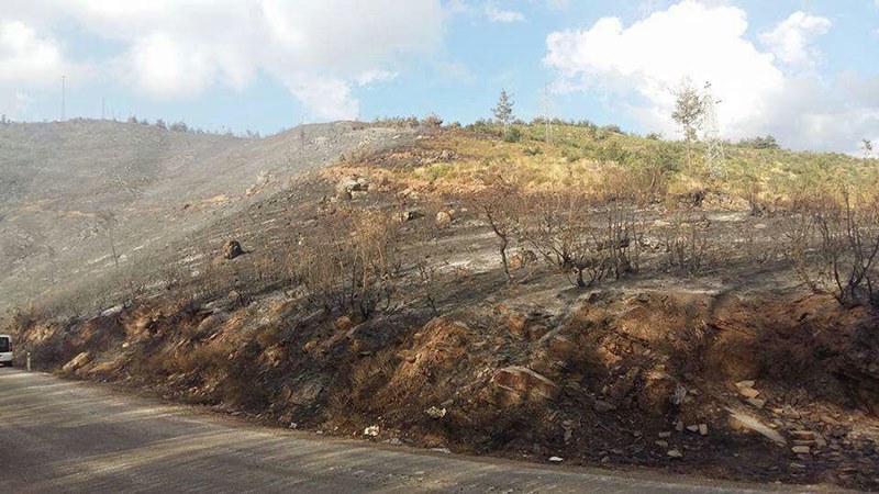 İzmir'in ciğerleri kül oldu