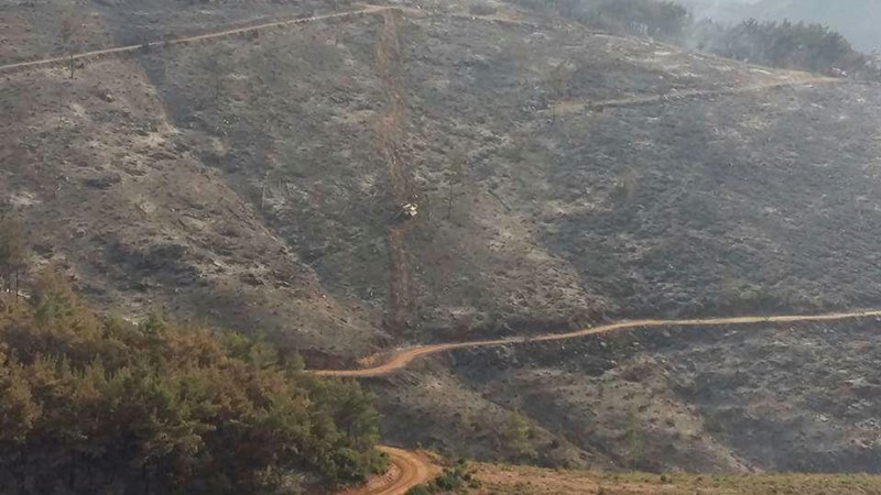 İzmir'in ciğerleri kül oldu
