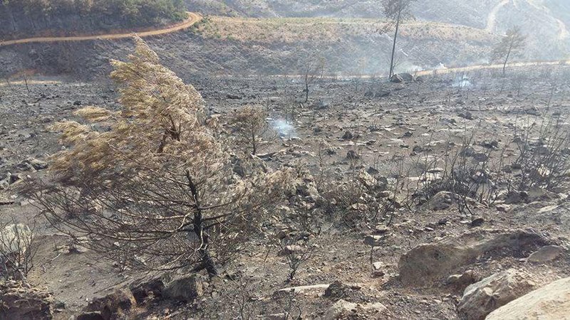 İzmir'in ciğerleri kül oldu
