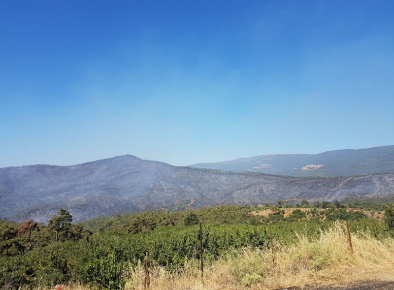 İzmir'in ciğerleri kül oldu