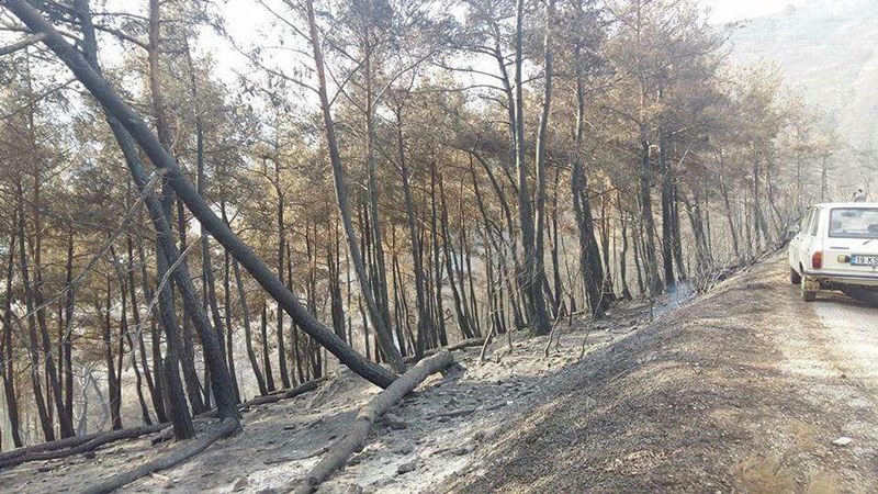 İzmir'in ciğerleri kül oldu